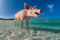 Swimming Pig, Bahamas