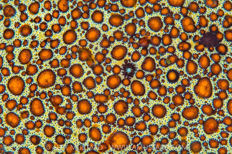 Starfish Detail, Indonesia