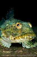 Brown Irish Lord, Canada