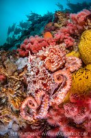GPO On Colourful Reef, Canada