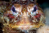 Red Irish Lord, Canada