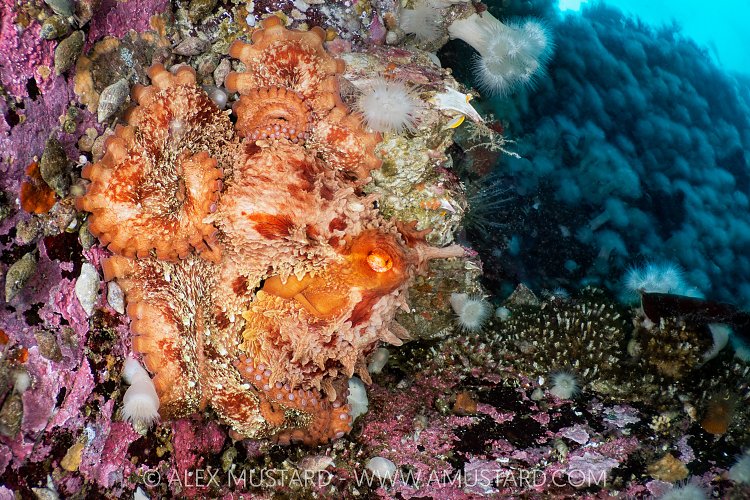 GPO Out And About, Canada