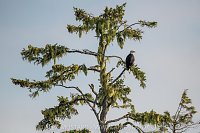 Eagle In Tree, Canada