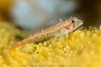 Longfin Sculpin, Canada