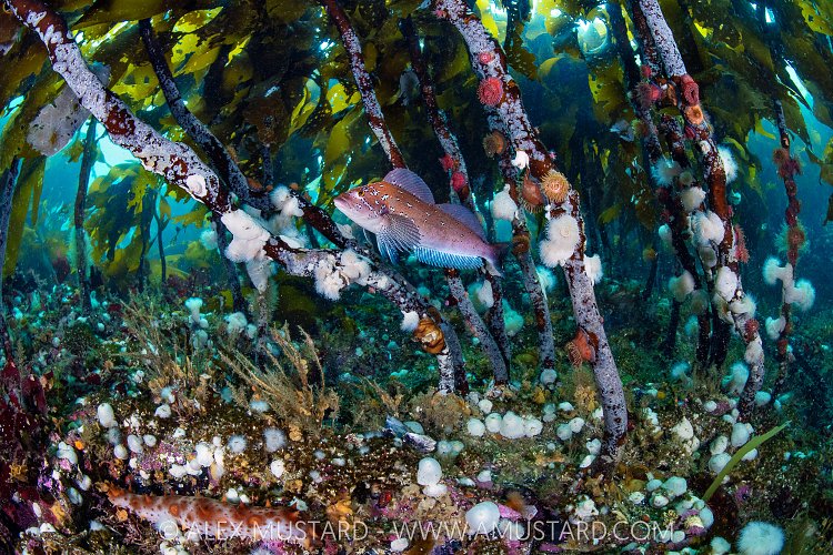 Kelp Greenling, Canada