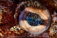 Eye Fireworks, Canada