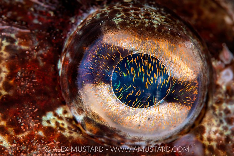 Eye Fireworks, Canada