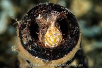 Mosshead Warbonnet In Bottle, Canada
