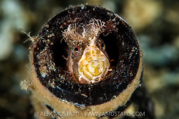 Mosshead Warbonnet In Bottle, Canada