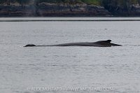 Humpback, Canada