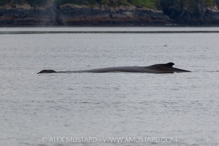 Humpback, Canada