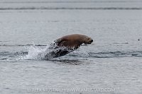 Stellar Sea Lion Breach, Canada