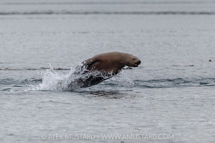Stellar Sea Lion Breach, Canada