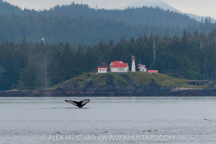 Humpback Tail, Canada