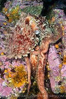 Giant Pacific Octopus, Canada