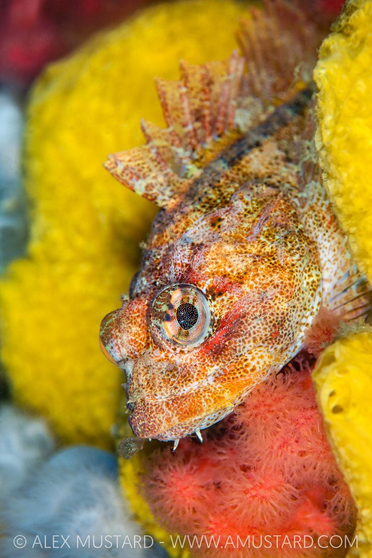 Red Irish Lord In Colour, Canada