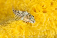 Scalyhead Sculpin, Canada