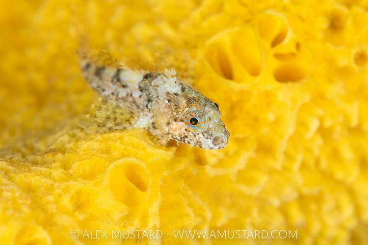 Scalyhead Sculpin, Canada