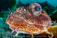 Red Irish Lord Portrait, Canada