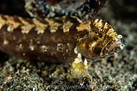 Slender Cockscomb, Canada