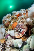 Red Irish Lord On Reef, Canada