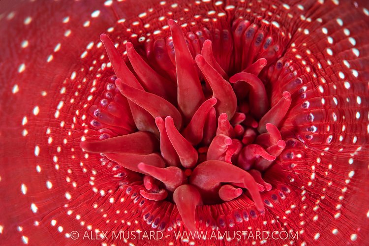 Anemone Detail, Canada