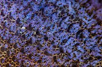 Starfish Gills, Canada