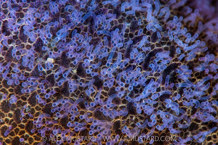 Starfish Gills, Canada