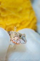 Scalyhead Sculpin, Canada