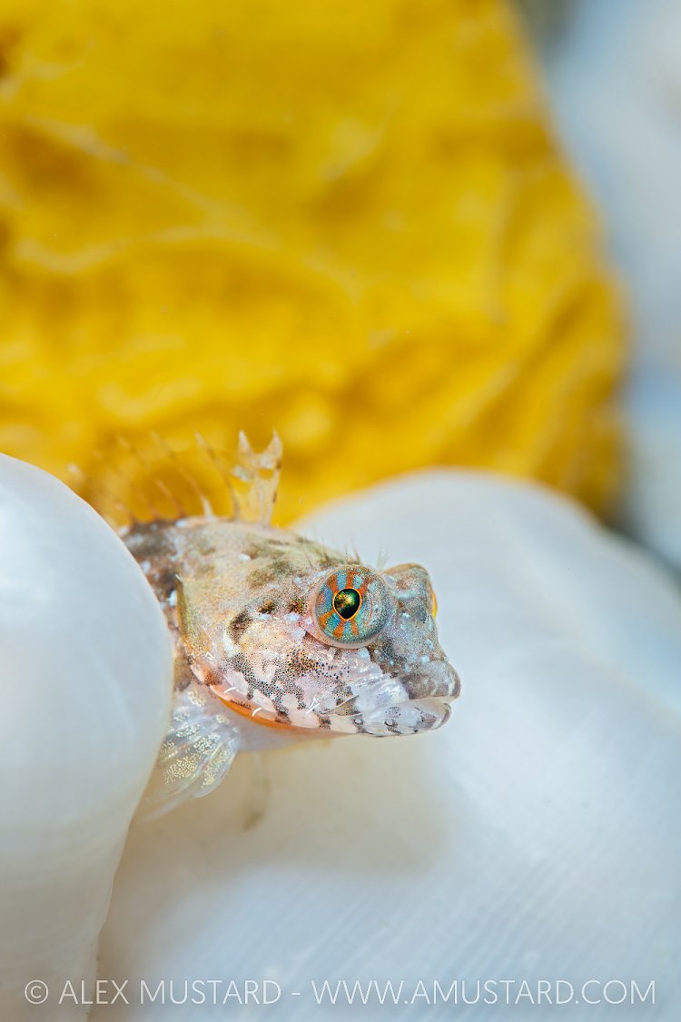 Scalyhead Sculpin, Canada