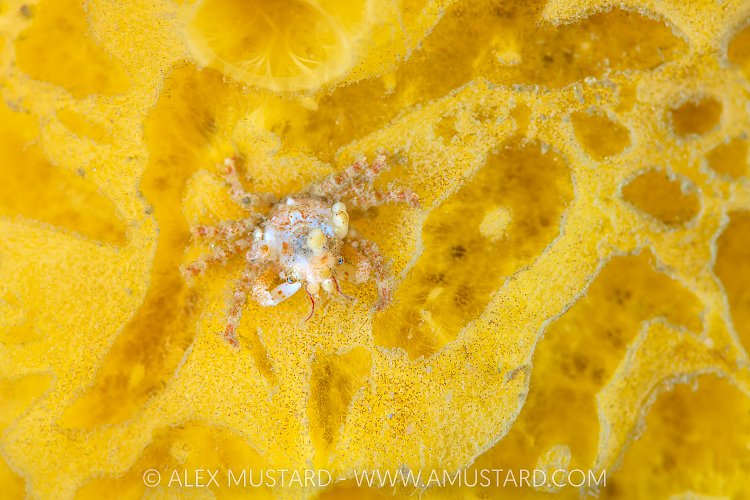 Crab On Sponge, Canada