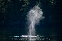 Humpback Blow, Canada