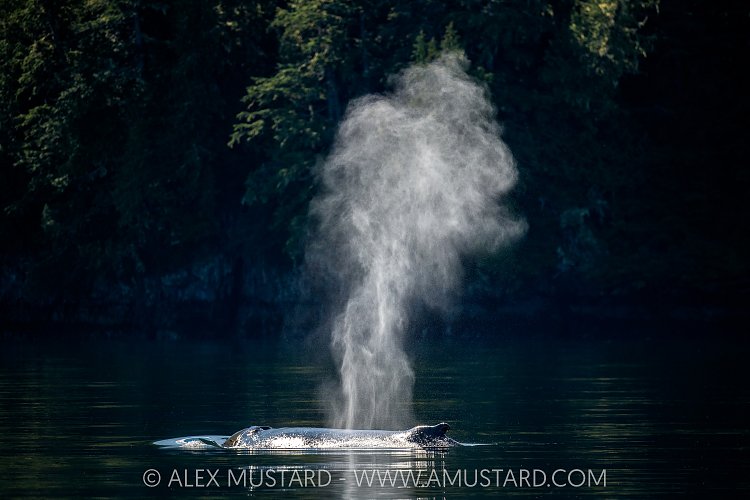 Humpback Blow, Canada