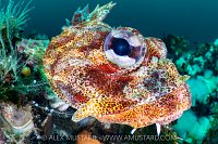 Red Irish Ambush, Canada