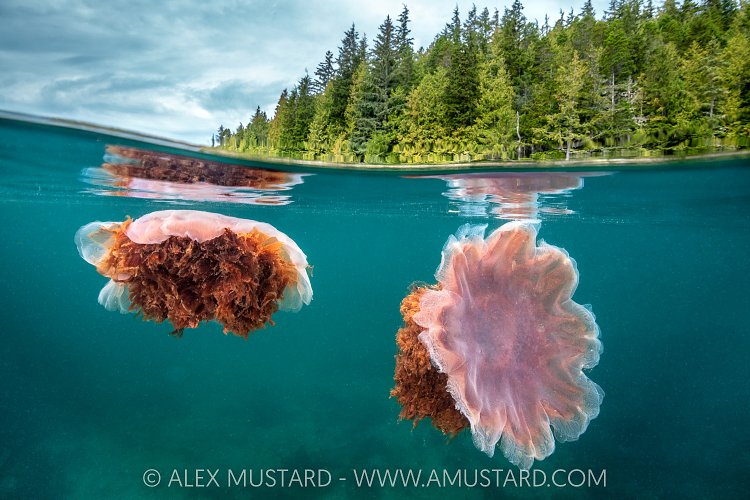 Lions Mane Jellyfish And Forest, Canada