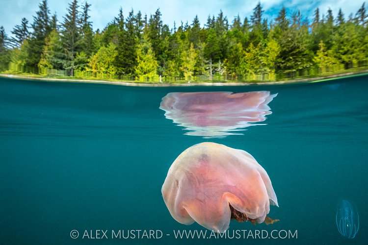 Lions Mane Jellyfish And Forest, Canada