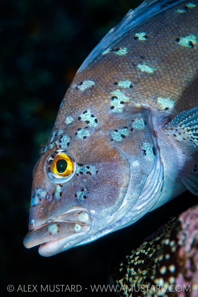 Greenling Portrait, Canada