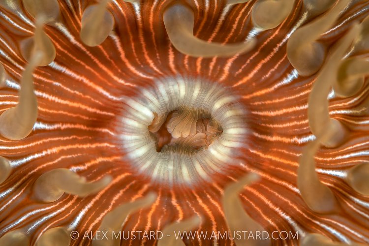 Anemone Detail, Canada