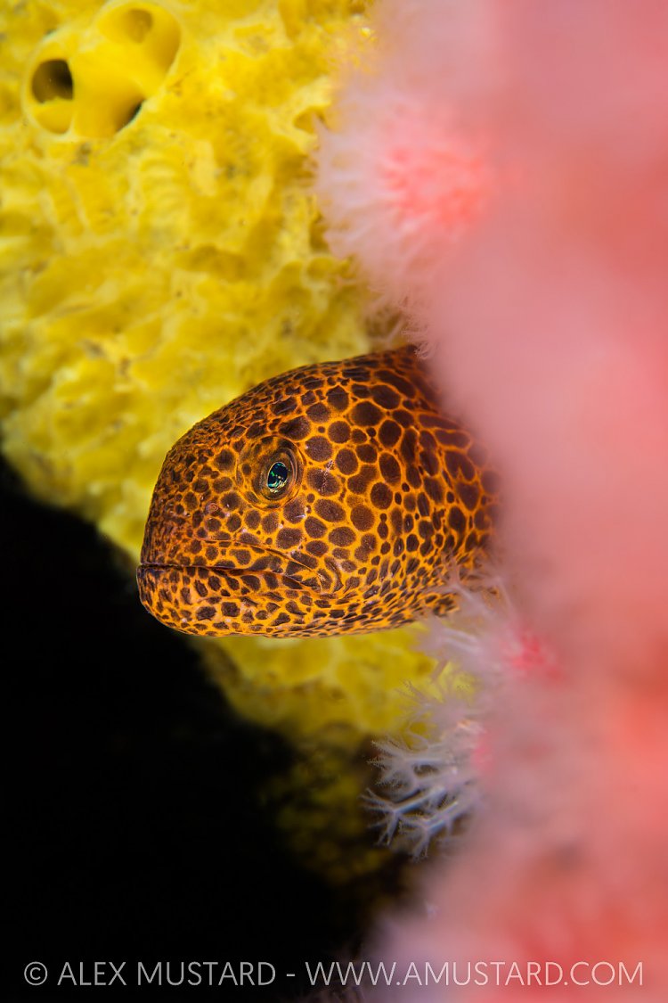 Young Wolf Eel In Colour, Canada