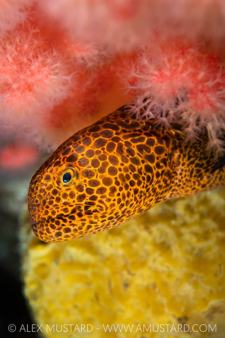 Young Wolf Eel In Colour, Canada