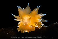 Nudibranch Portrait, Canada