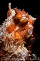 GPO Portrait, Canada