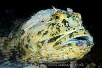 Cabezon Portrait, Canada