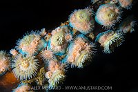 Brooding Anemones, Canada