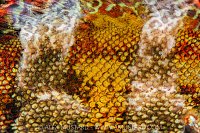 Painted Greenling Scales, Canada