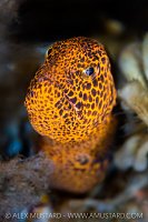 Wolf Eel Portrait, Canada