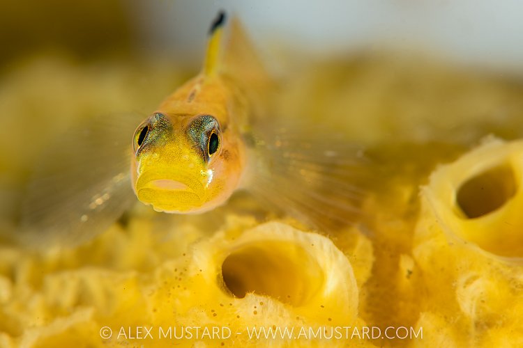 Goby On Sponge, Canada