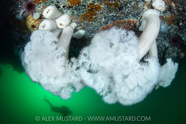 Giant Plumose And Diver, Canada