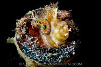 Mosshead Warbonnet, Canada