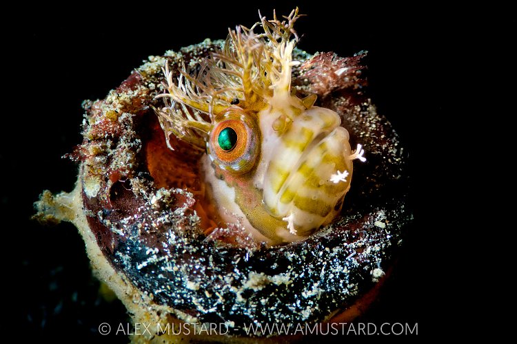 Mosshead Warbonnet, Canada